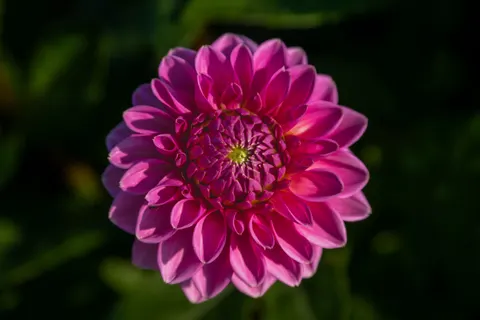 Wallpaper Bunga Dahlia 4K · flowers · 3840×2560