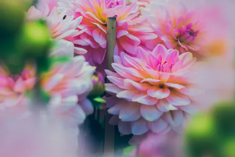 डेहलिया 4K वॉलपेपर · flowers · 3840×2560
