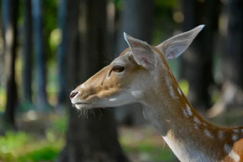Hirsch 4K Hintergrundbild · animals · 3840×2560