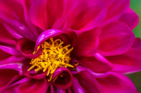 달리아 4K 배경화면 · flowers · 3840×2555