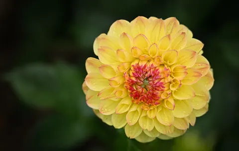 Dahlia 4K Wallpaper · flowers · 3840×2434