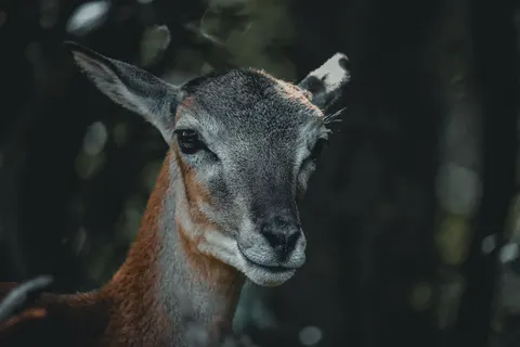 사슴 4K 배경화면 · animals · 3840×2560