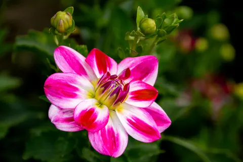 Dahlie 4K Hintergrundbild · flowers · 3840×2560