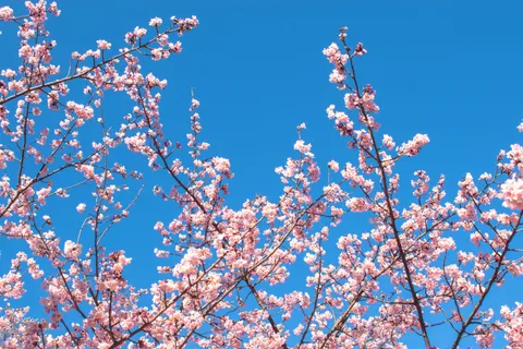 Fondo de pantalla Flor de Cerezo 4K · nature · 3840×2560