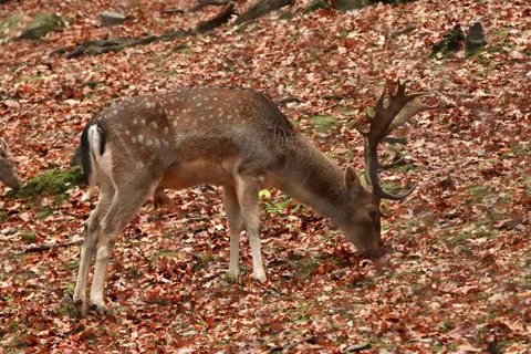 Hirsch 4K Hintergrundbild · animals · 3840×2560