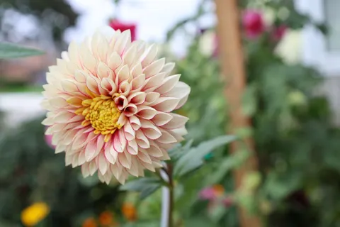 Wallpaper Bunga Dahlia 4K · flowers · 3840×2560