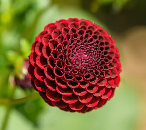 डेहलिया 4K वॉलपेपर · flowers · 3840×3415