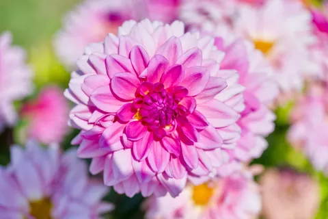 Dahlia 4K Wallpaper · flowers · 3840×2558