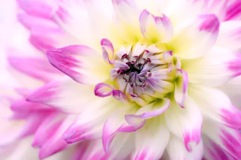 Dahlia 4K Wallpaper · flowers · 3840×2563