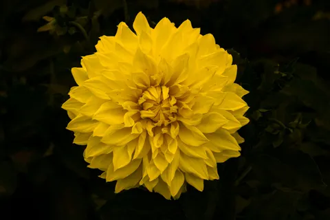 Fondo de pantalla Dalia 4K · flowers · 3840×2560