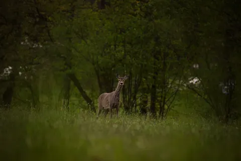Fond d'écran Cerf 4K · animals · 3840×2560