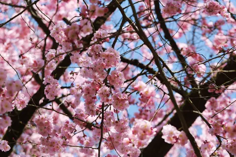 桜 4K壁紙 · nature · 3840×2560
