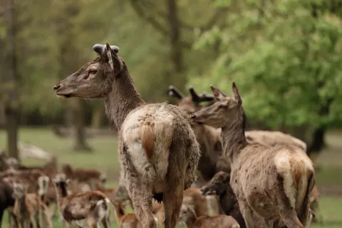 Fondo de pantalla Ciervo 4K · animals · 3840×2559