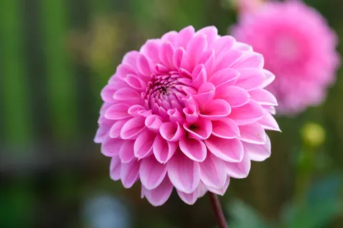 डेहलिया 4K वॉलपेपर · flowers · 3840×2560