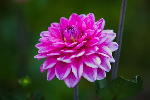 Wallpaper Bunga Dahlia 4K · flowers · 3840×2560