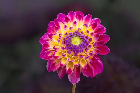 大麗花 4K桌布 · flowers · 3840×2560