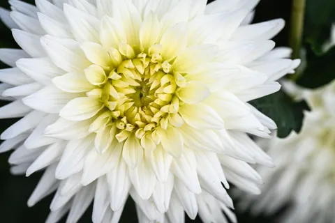 Dahlia 4K Wallpaper · flowers · 3840×2560