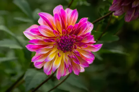 Dahlia 4K Wallpaper · flowers · 3840×2560