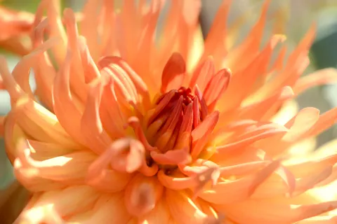Wallpaper Bunga Dahlia 4K · flowers · 3840×2563