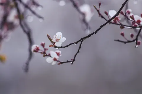 櫻花 4K桌布 · nature · 3840×2560