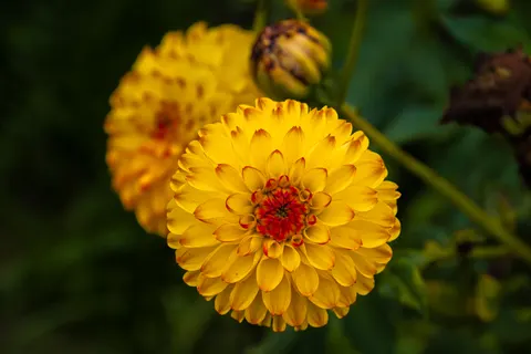 डेहलिया 4K वॉलपेपर · flowers · 3840×2560