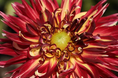 Fondo de pantalla Dalia 4K · flowers · 3840×2560