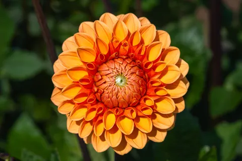 डेहलिया 4K वॉलपेपर · flowers · 3840×2560