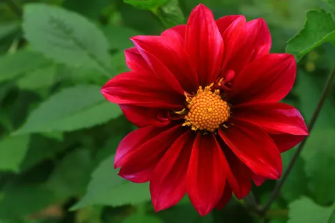 大麗花 4K桌布 · flowers · 3840×2560