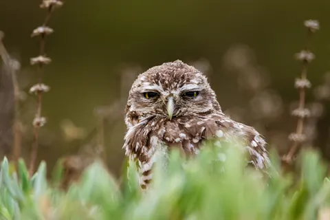 Fond d'écran Hibou 4K · animals · 3840×2560
