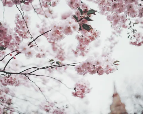Wallpaper Bunga Sakura 4K · nature · 3840×3072