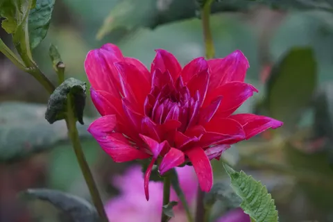 डेहलिया 4K वॉलपेपर · flowers · 3840×2560