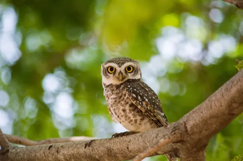 Fondo de pantalla Búho 4K · animals · 3840×2553