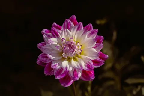 डेहलिया 4K वॉलपेपर · flowers · 3840×2560
