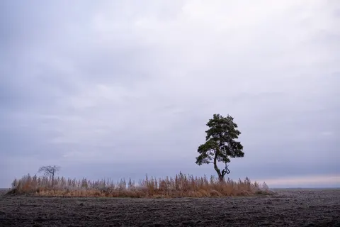 Sfondo Albero solitario 4K · minimal · 3840×2560