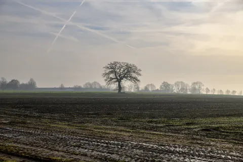 अकेला पेड़ 4K वॉलपेपर · minimal · 3840×2560