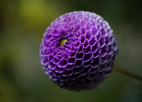 डेहलिया 4K वॉलपेपर · flowers · 3840×2743