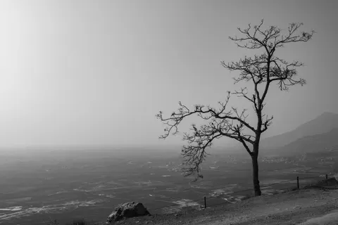 Wallpaper Pohon Tunggal 4K · minimal · 3840×2560