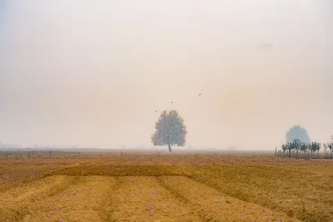 अकेला पेड़ 4K वॉलपेपर · minimal · 3840×2560
