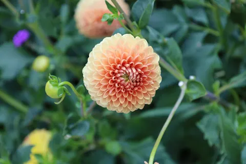 大麗花 4K桌布 · flowers · 3840×2560