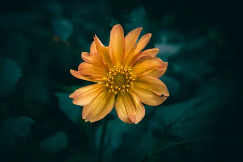 Fondo de pantalla Dalia 4K · flowers · 3840×2560