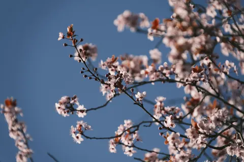 Wallpaper Bunga Sakura 4K · nature · 3840×2560