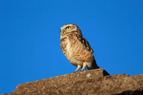 خلفية بومة بدقة 4K · animals · 3840×2560