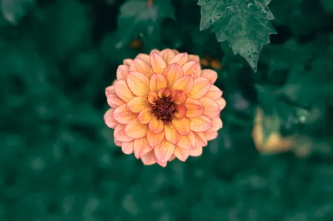 डेहलिया 4K वॉलपेपर · flowers · 3840×2555