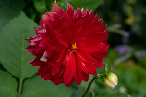 Dahlia 4K Wallpaper · flowers · 3840×2560