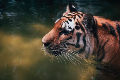 बाघ 4K वॉलपेपर · animals · 3840×2560