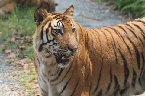 Sfondo Tigre 4K · animals · 3840×2560