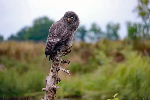 Owl 4K Wallpaper · animals · 3840×2560