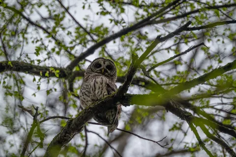 Fond d'écran Hibou 4K · animals · 3840×2563