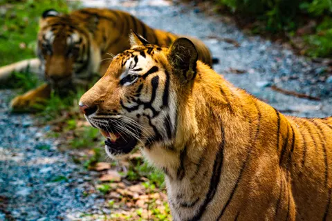 बाघ 4K वॉलपेपर · animals · 3840×2560