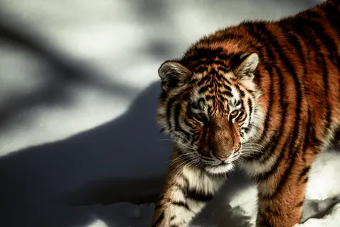 बाघ 4K वॉलपेपर · animals · 3840×2560